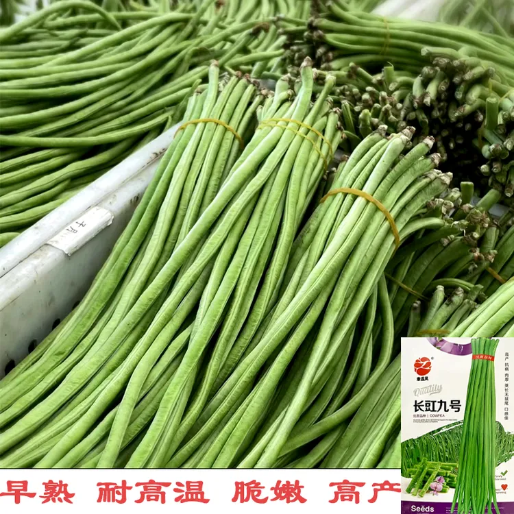 长豆角种子豇豆高产持续结果强抗病抗虫易种高产耐高温小院种植优