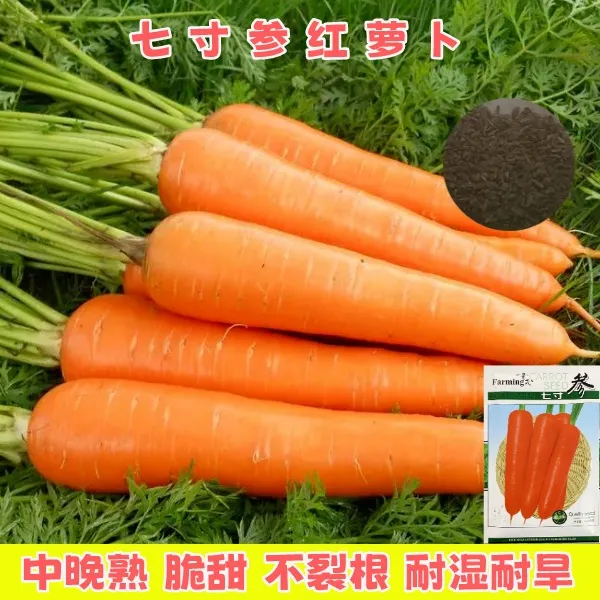 胡萝卜种子新疆包邮四季种植南北方可种耐寒阳台种不糠心脆甜
