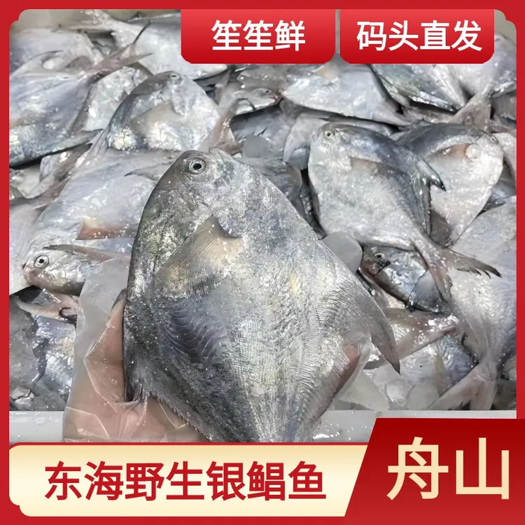 舟山野生内港鲳鱼  鲜冻发货