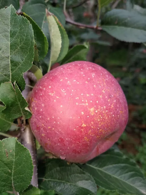 云南昭通丑苹果现摘现发包邮到家送人送礼好吃甜脆9斤小苹果