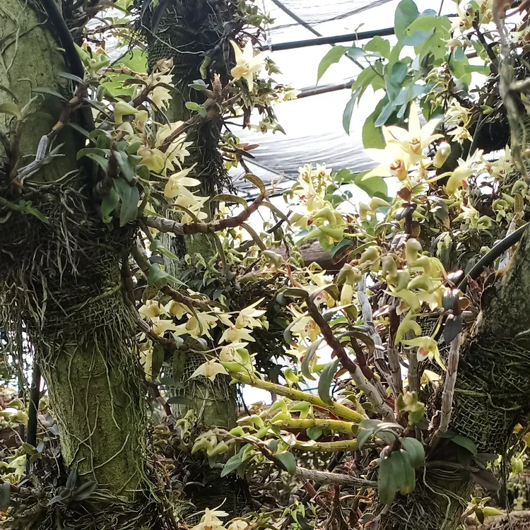 正宗雁荡山铁皮石斛防野生苗基地直发【5年--6年】【可种植，可食用】