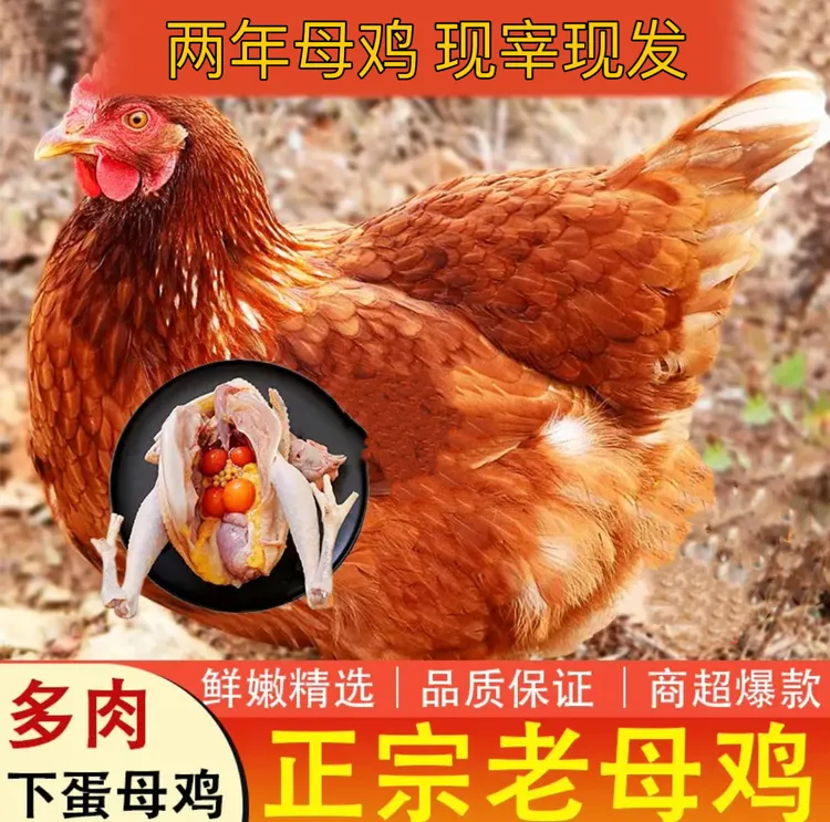 【现宰现发】正宗现杀下蛋鸡淘汰鸡两年老母鸡整只鸡每只3.3~3.8斤