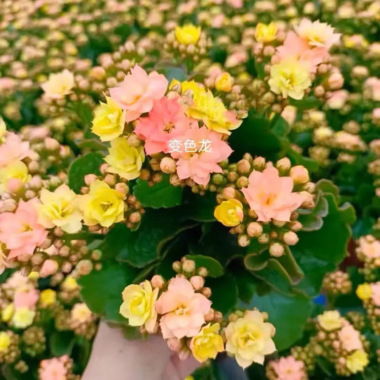 国旗红长寿花绿植阳台花卉绿植花卉长寿花长寿花绿植阳台花卉