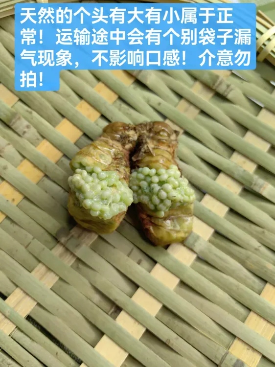 免洗满籽母蛾嘎嘣脆好吃好玩又解压