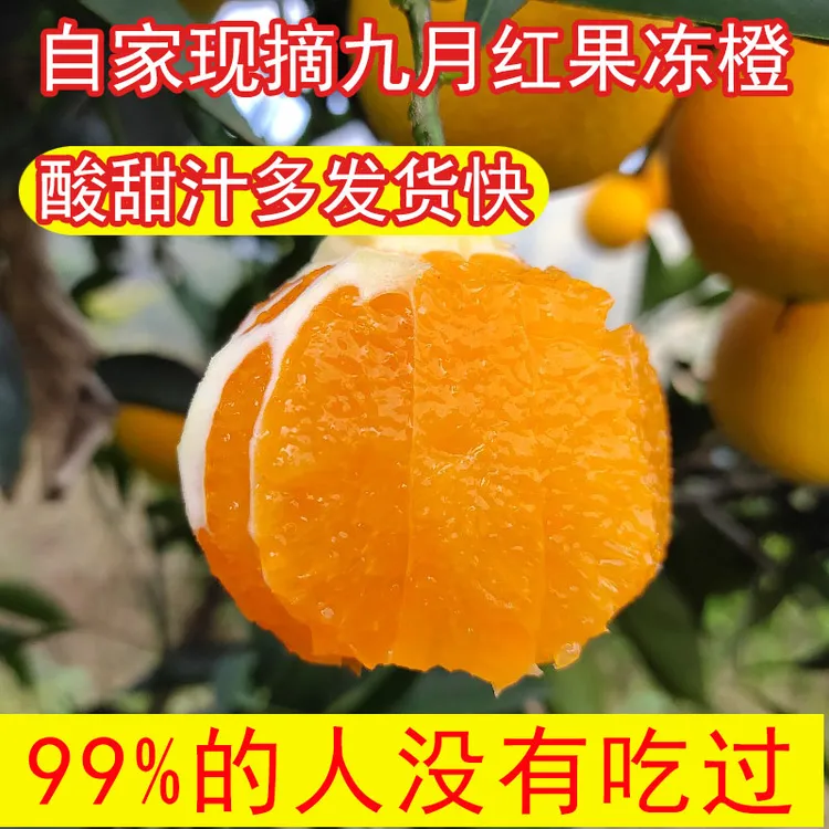 秭归脐橙九月红大果鲜橙子新鲜整箱果冻橙当季水果孕妇橙现摘批发