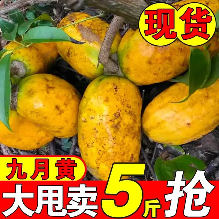 现货九月黄新鲜牛软坨拿藤包当季小时候的水果木通果牛哈卵包邮