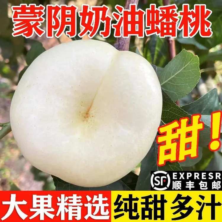 【桃中贵族】山东蒙阴奶油蟠桃脆甜多汁现摘现发夏日尝鲜顺丰JD包邮