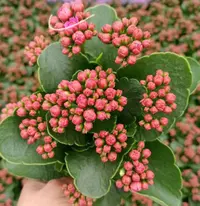 无品牌紫芙蓉～  长寿花室内阳台盆栽