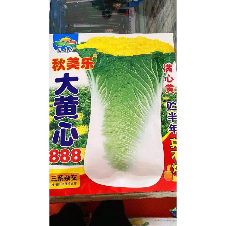 秋美乐大黄心888高颗白菜籽
