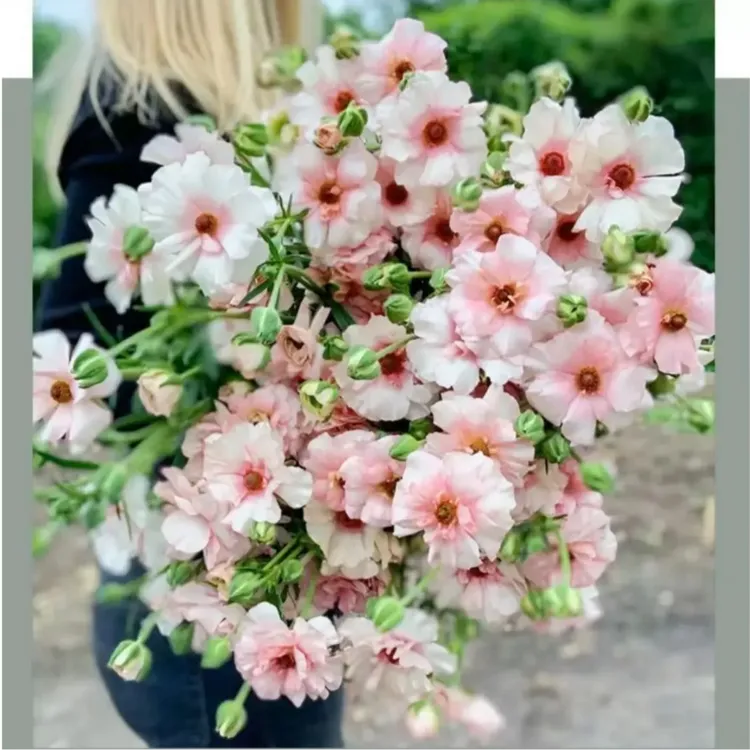 （欲畅园艺）蝴蝶花毛茛种球 秋季栽种 洋牡丹球根花卉庭院阳台植物