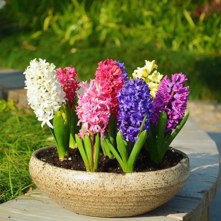 风信子种球  秋冬季节栽种 耐寒多年生 多色可选