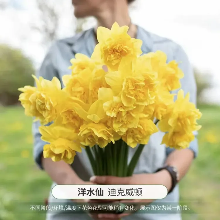 【欲畅园艺】进口洋水仙种球