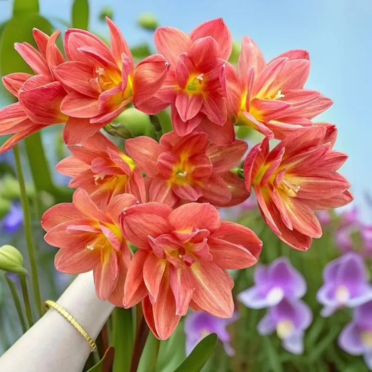 【欲畅园艺】风雨兰种球 庭院花坛阳台种植 耐热耐旱 好养易活 