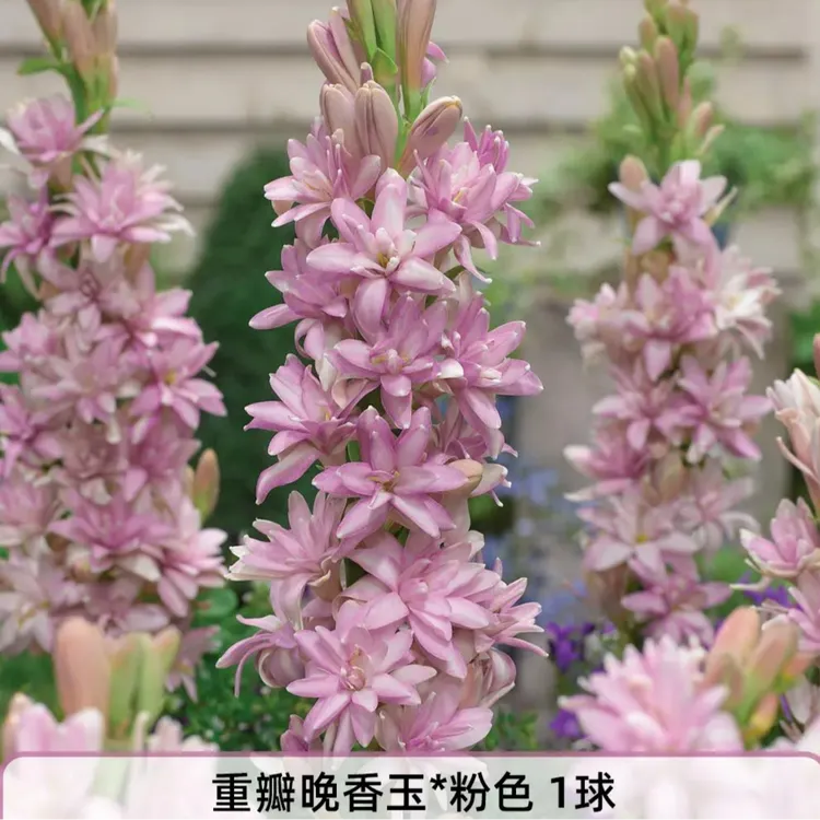 （欲畅园艺）晚香玉种球  多色可选