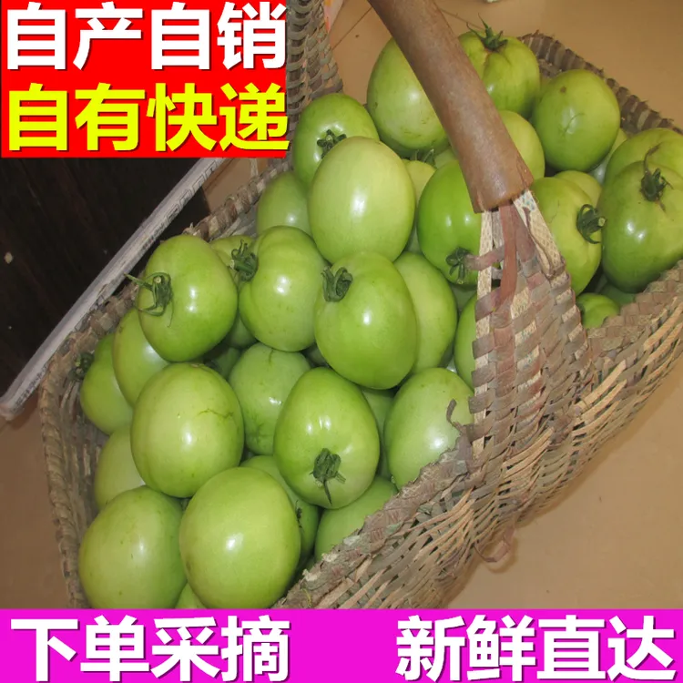 青西红柿新鲜采摘农家肥无农残未成熟绿番茄做菜酸爽可口开胃下饭