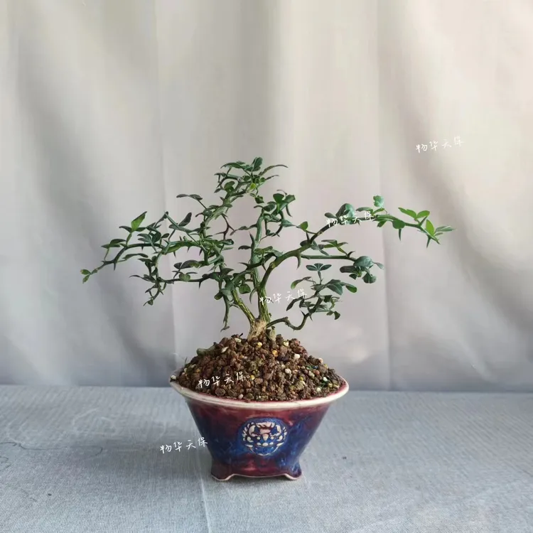 云龙柑 云竜柑 雲竜桔 龙神枳 神龙枳 稀有品种迷你品种绿植素材