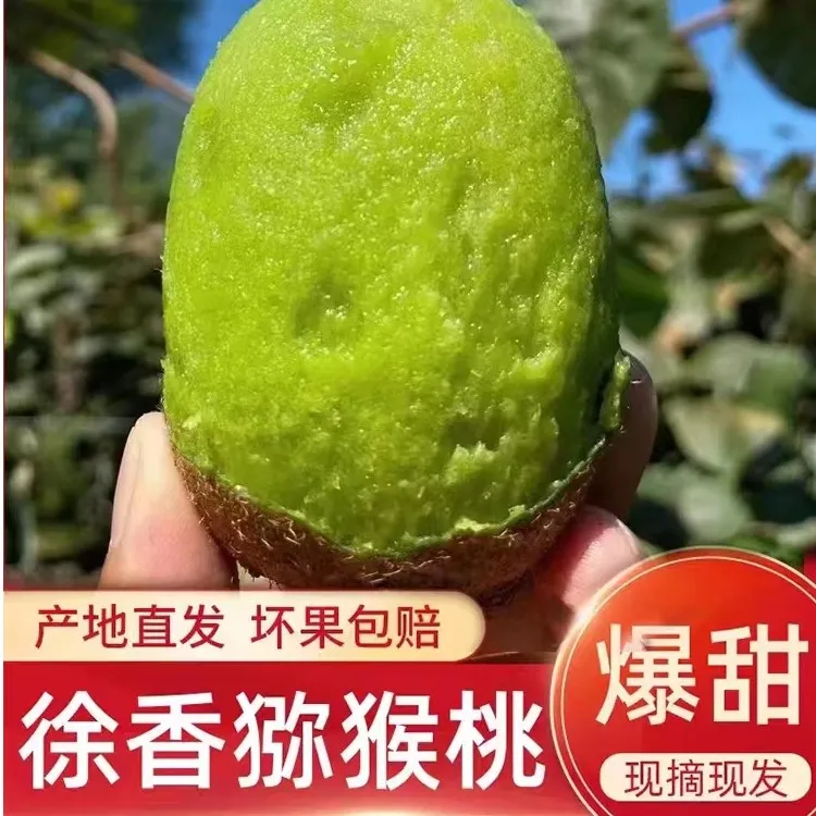 【放软后食用】陕西眉县徐香猕猴桃24枚绿心猕猴桃营养软糯坏果包赔