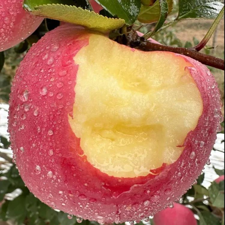 【10斤装】正宗陕西红富士苹果脆甜多汁新鲜当季水果产地直发皮薄