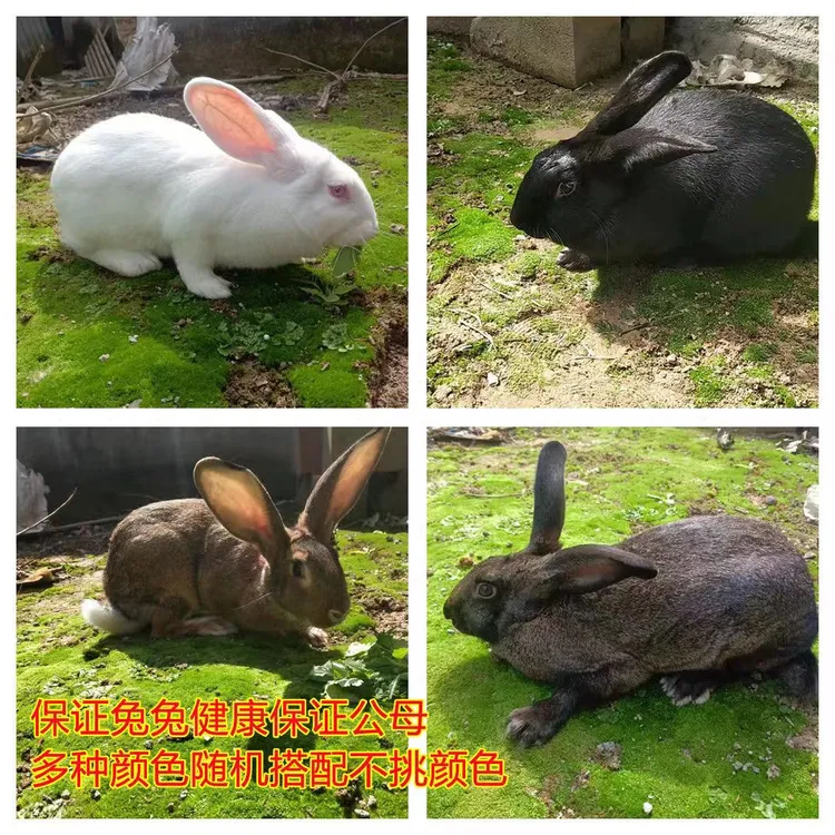 兔子活体【孕兔每只8.斤起】健康好养可食用比利时肉兔新西兰散养肉