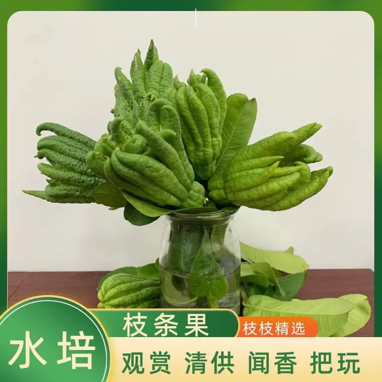 新鲜精选佛手果现摘现货佛手果水养枝条观赏包邮正宗香味食用直供