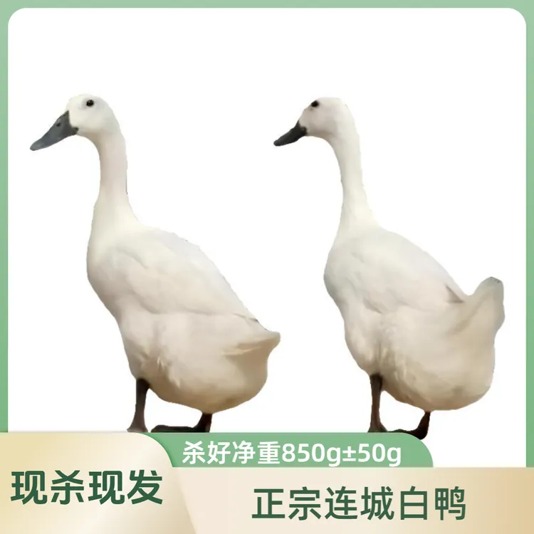 新鲜食用正宗连城白鸭白鹭鸭现杀现发每只净重800g/±50g顺丰包邮