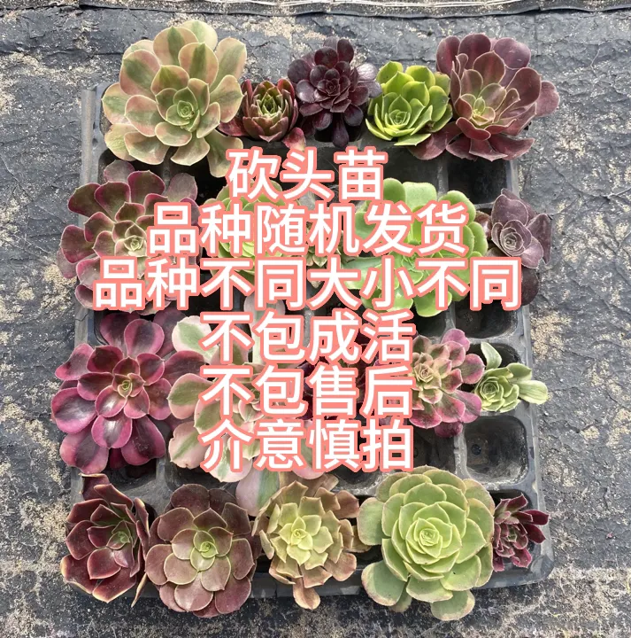 法师锦砍头苗一箱包邮发货品种随机不包成活 售后