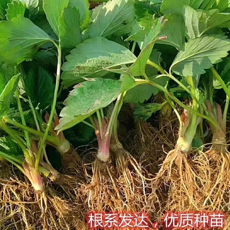 草莓秧苗大草莓苗四季草莓苗南北方种植当年结果食用优选草莓苗