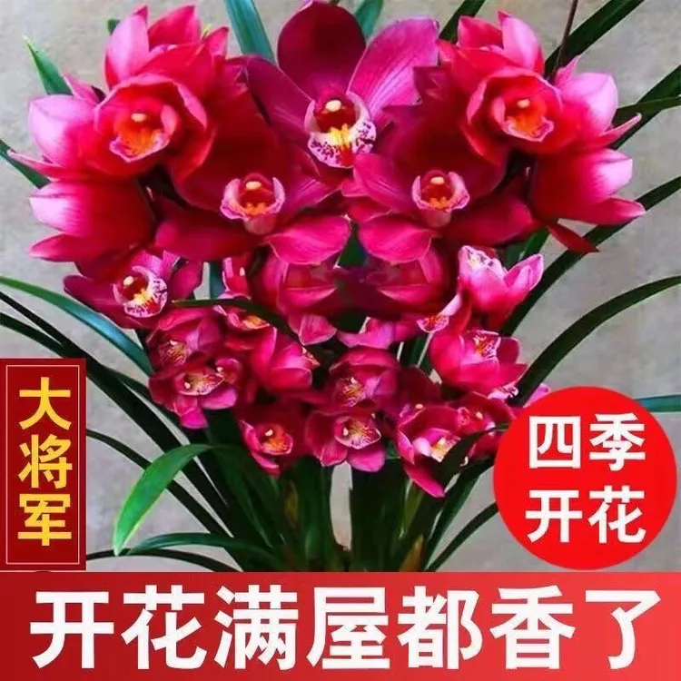 精品高端建兰浓香型兰花【中国红】盆栽四季翠绿精选好养绿植花卉