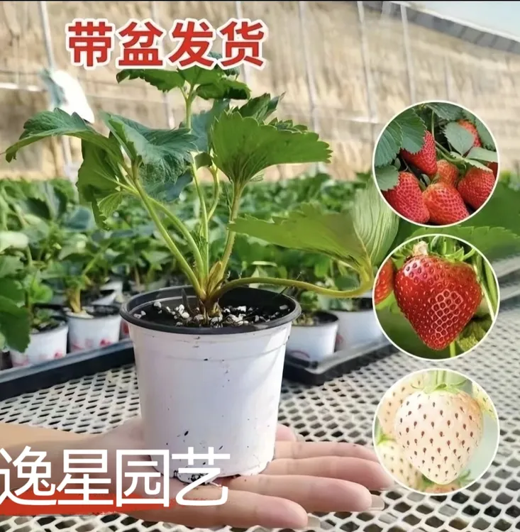 【买五送一】新手草莓苗南北方种植盆地栽阳台奶油红颜粉玉天使原土
