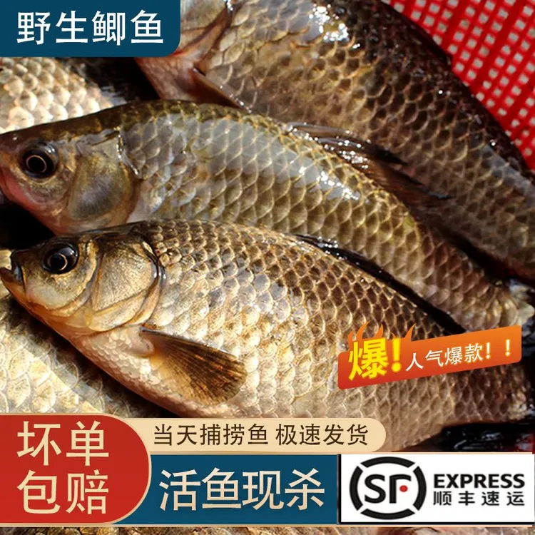 微山湖野生鲫鱼生鲜活鲫鱼糟鱼鲜活现杀孕妇月子炖汤补钙顺丰包邮