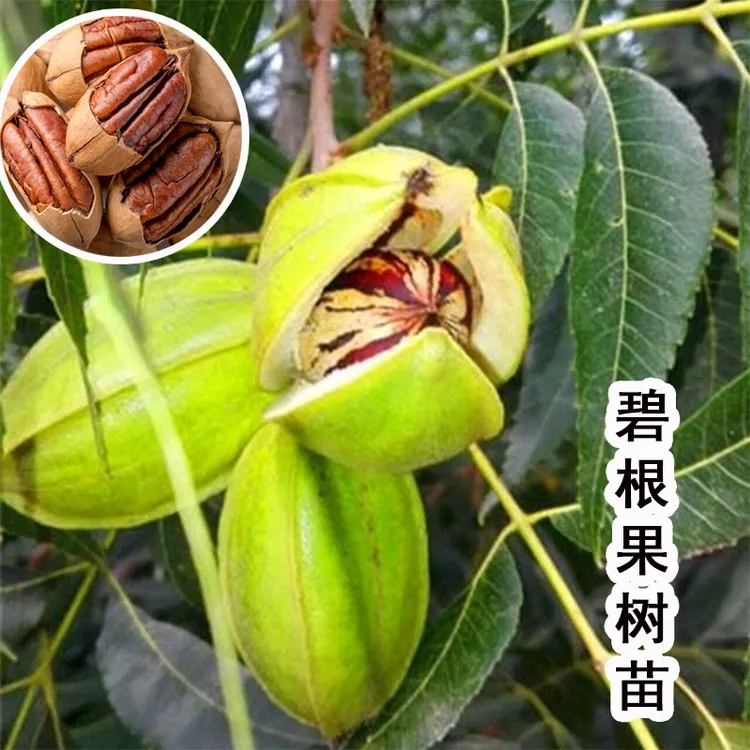 核桃树苗碧根果树苗南北方盆栽地栽种植当耐寒耐热树苗盆栽种