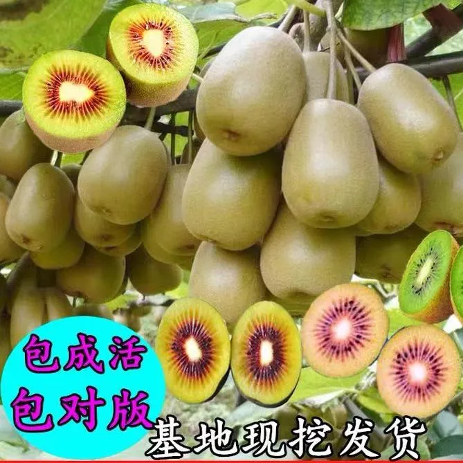 猕猴桃树果苗红心徐香猕猴桃树苗南北方庭院种植盆栽地栽当年结果