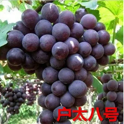 大果巨峰葡萄苗盆栽地栽南北方种植庭院爬藤葡萄树苗盆栽地栽种植
