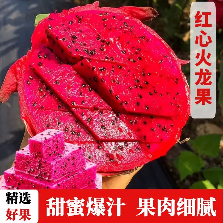【进华专属】湛江金都一号红心火龙果甜蜜多汁新鲜现摘汁4.5斤 