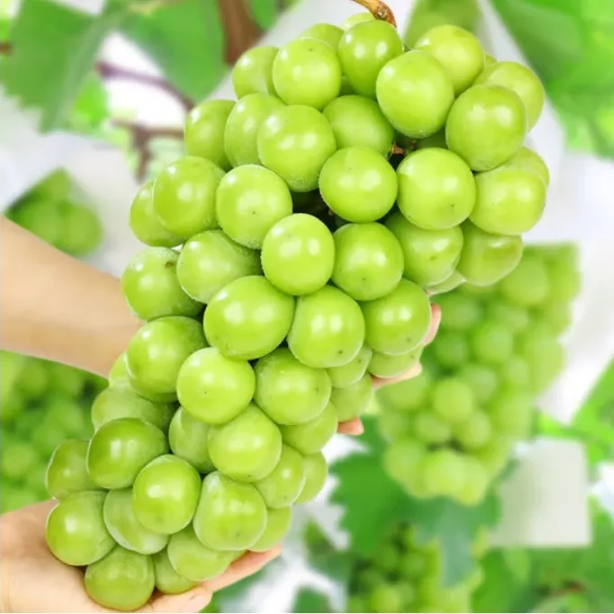 【顺丰快递】山东阳光玫瑰新鲜葡萄水果鲜摘香味浓郁口感好