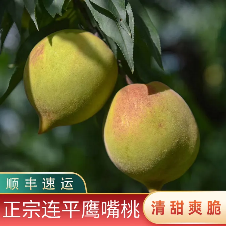 【5斤装顺丰快递】河源正宗连平鹰嘴桃清甜爽脆新鲜采摘香甜爽口