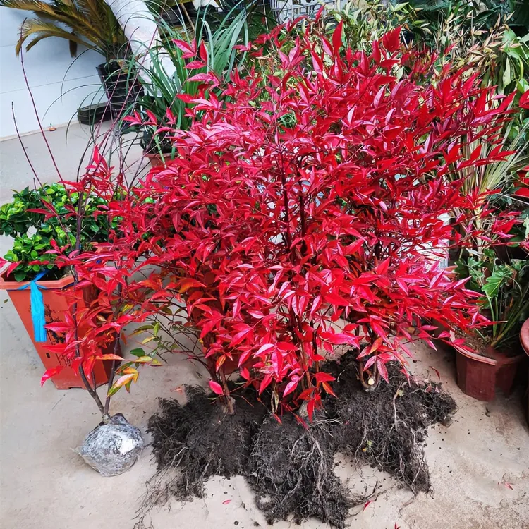 火焰南天竹盆景老桩树苗庭院种植南天竹室内客厅阳台盆栽竹子盆栽