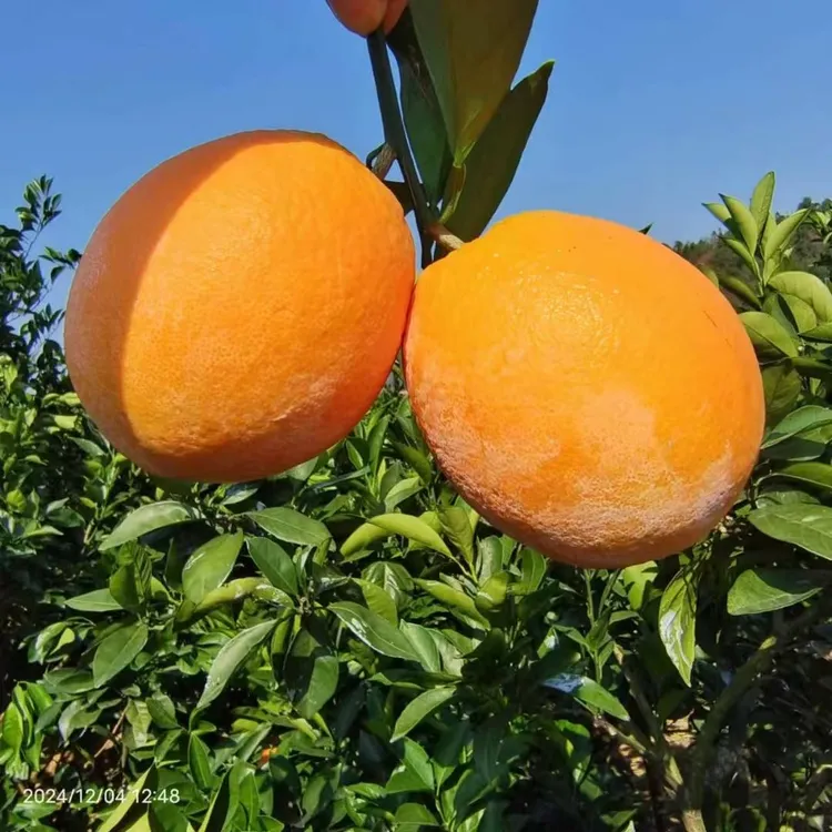 果吉侠（邮政专线）正宗赣南脐橙新鲜水果赣南龙勾脐橙果园直发