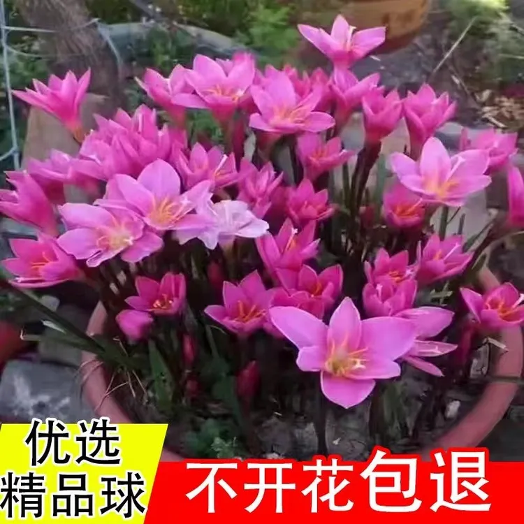 风雨兰优球包开花种球室内外庭院四季种花大球花开
