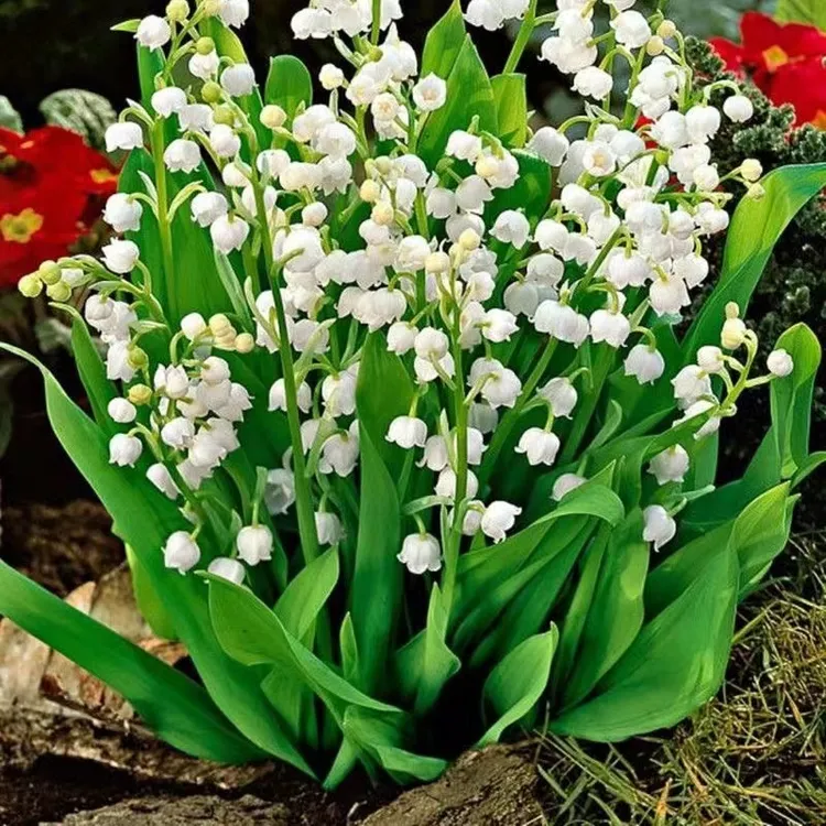 【带芽带根】铃兰花苗浓香多年生室内绿植盆栽耐寒好养活