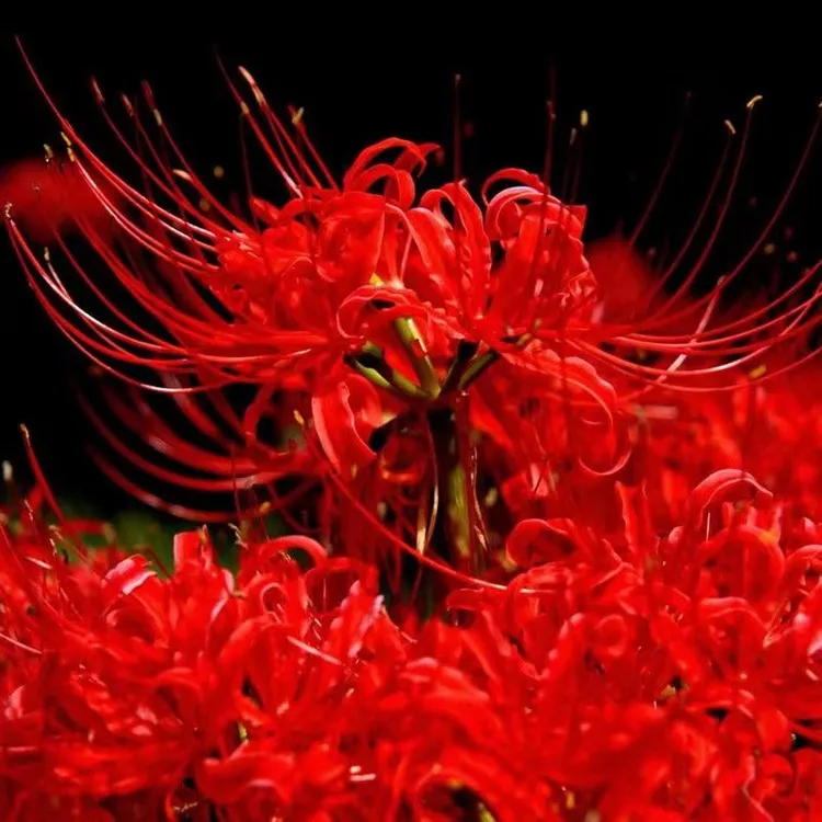 彼岸花种球多年生曼珠沙华石蒜花室内室外植物曼陀罗当年开花观赏