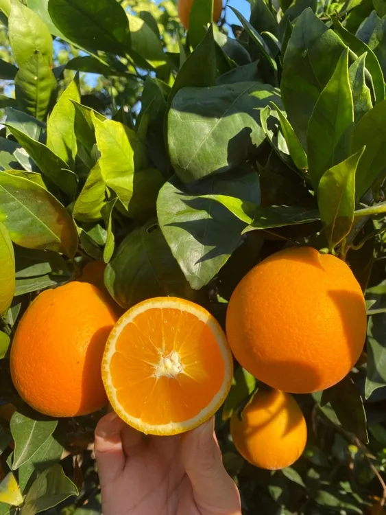 云南土特产昭通市永善县脐橙5斤10斤20斤