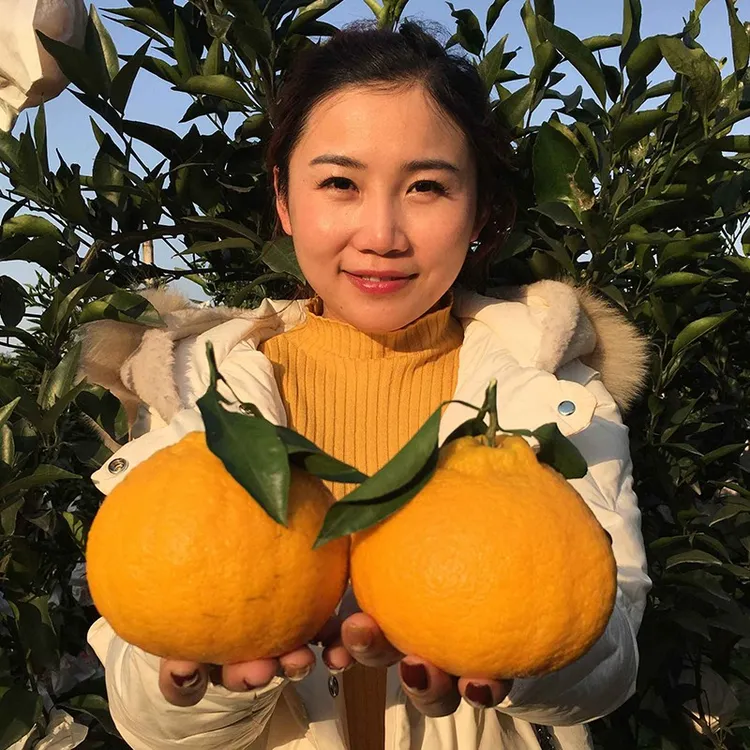丑橘苗丑桔树苗不知火柑橘春见丑八怪粑粑柑树苗椪柑苗桔子树苗