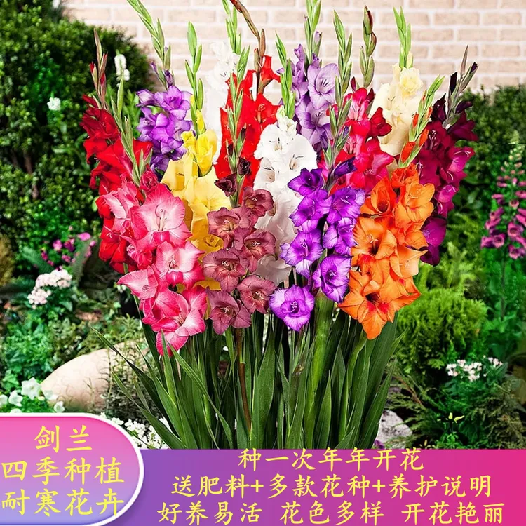 【特惠】剑兰多年生种球花卉唐菖蒲十三太保四季种植年年开节节高升