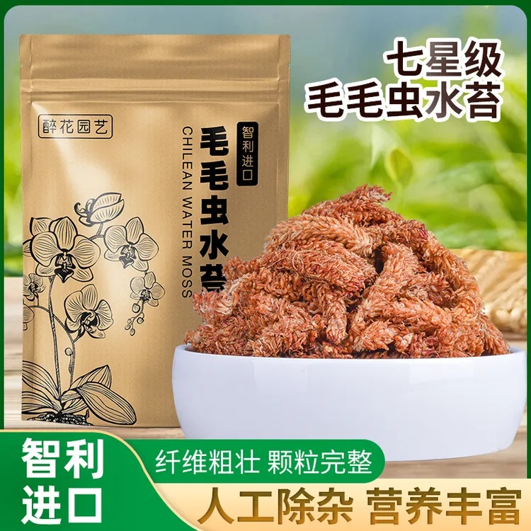 智利进口毛毛虫水苔蝴蝶兰专用水苔七星干苔藓兰花营养土苔藓植料