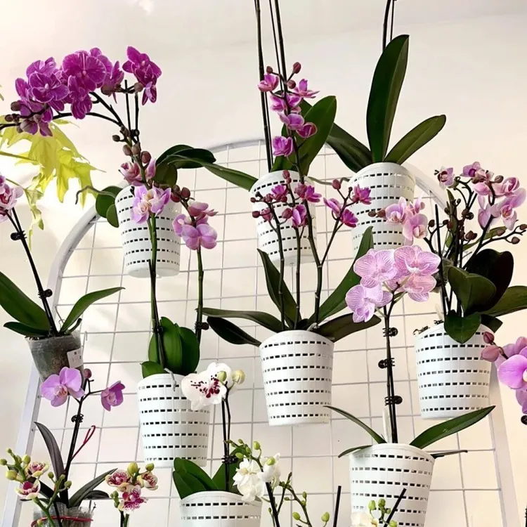 兰花专用花盆悬挂加厚盆栽盘子塑料懒人盆组合适合蝴蝶兰的花盆小