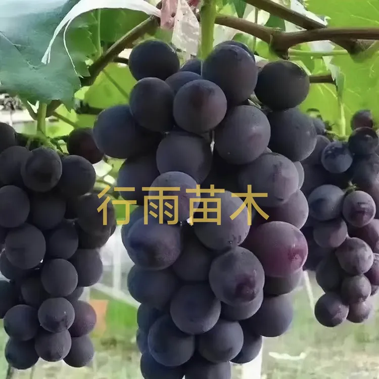 行雨苗木巨峰葡萄苗扦插苗