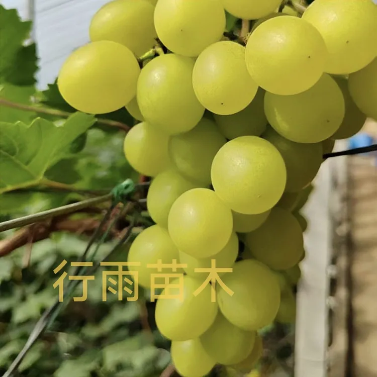 行雨苗木-贵妃玫瑰嫁接苗（夏黑砧木）