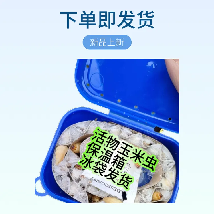 葡萄蜜玉米虫活体蜜虫葡萄密虫大钓饵鱼饵鸟虫活虫活喂食下单夏天