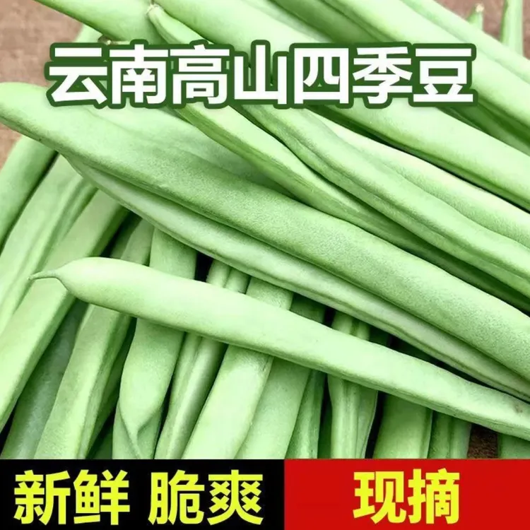 【高山头茬四季豆】★云南现采四季豆3斤农家应季新鲜蔬菜豆露天